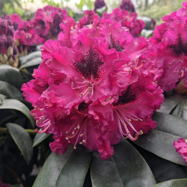 Rhododendron 'Marie Forte' (Rododendron)
