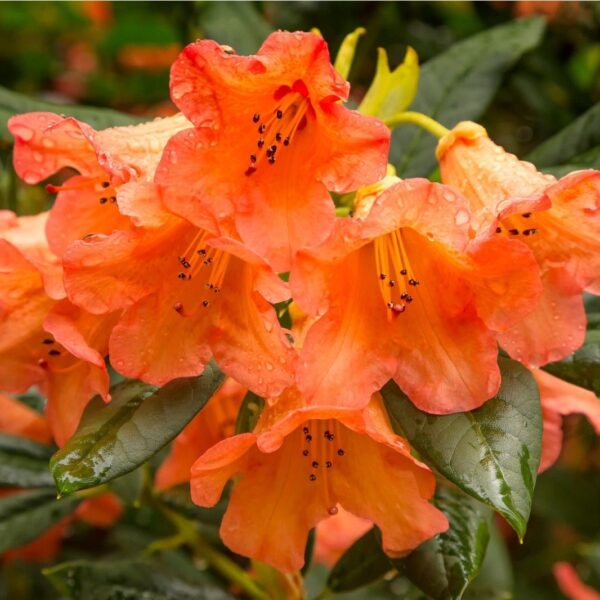 Rhododendron 'Tortoiseshell Orange' (Rododendron)