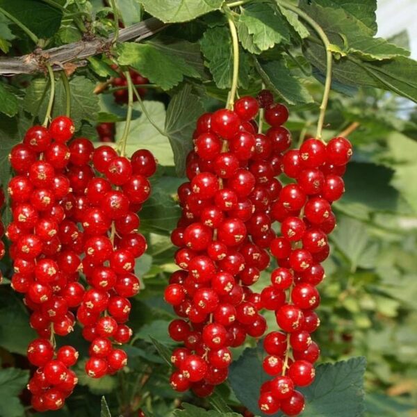 Ribes rubrum 'Rovada' (Rdeči ribez)