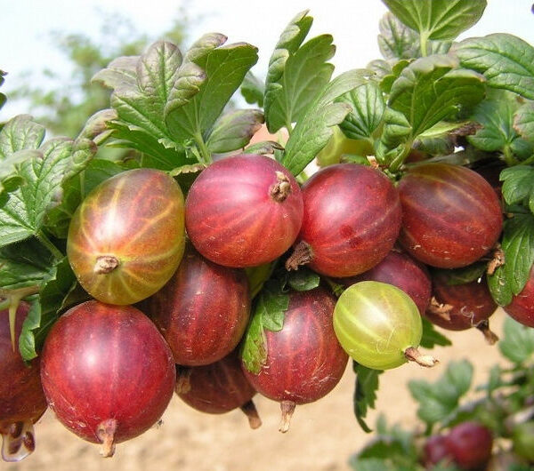 Ribes uva-crispa 'Czerwony Triumf' (Rdeča kosmulja)