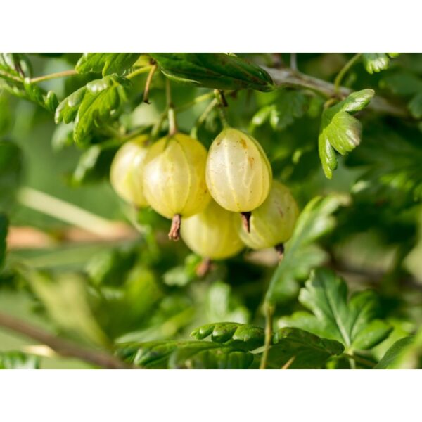 Ribes uva-c.´Hinnonmaki Gelb' (Rumena kosmulja)