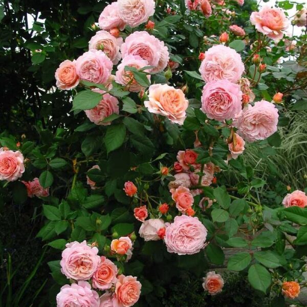 Rosa 'Abraham Darby' (Vzpenjava vrtnica)