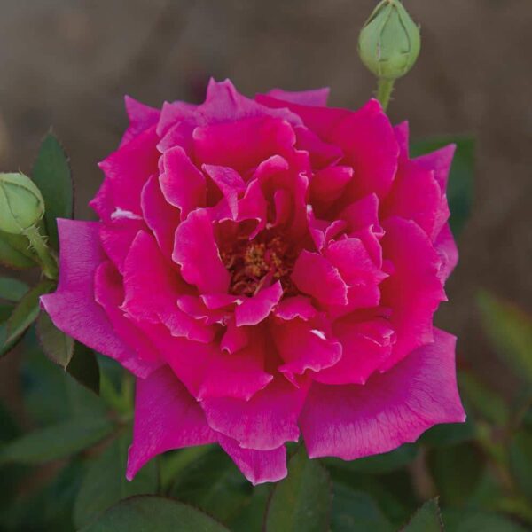 Rosa 'Aida' (Vrtnica čajevka)