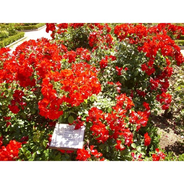 Rosa 'Apache' (Vrtnica)