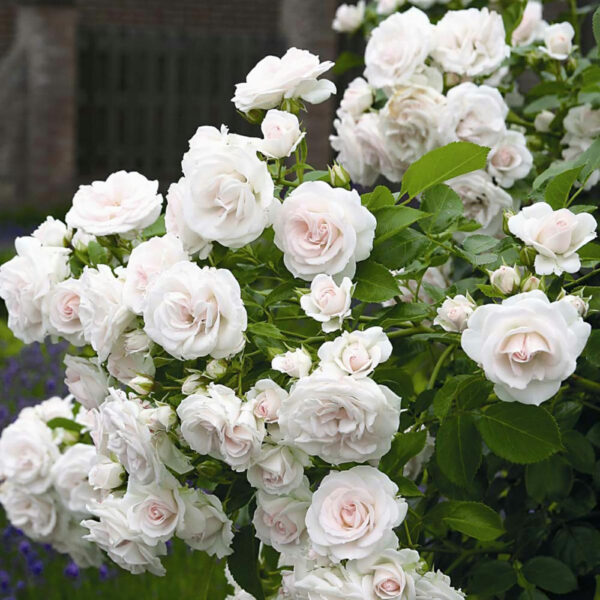 Rosa  'Aspirin' (Pokrovna vrtnica)