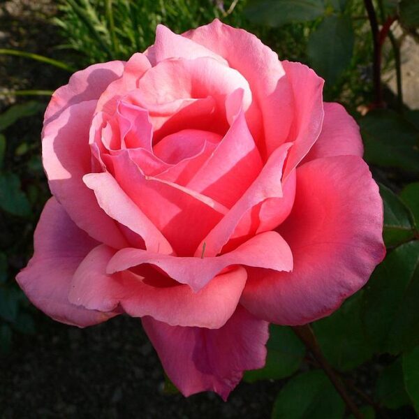 Rosa 'Bel Ange' (Vrtnica)