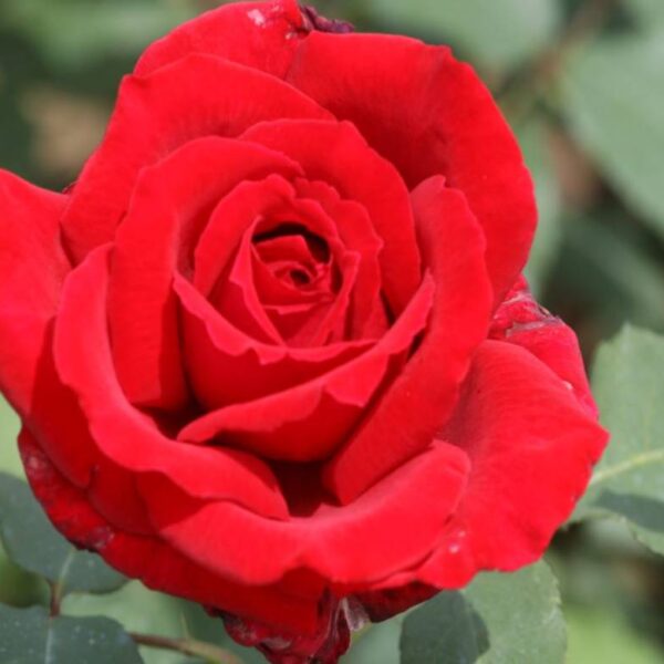 Rosa  'Botero' (Vrtnica čajevka)