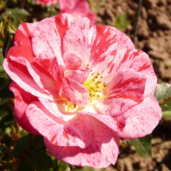 Rosa 'Candy Cover' (Pokrovna vrtnica)