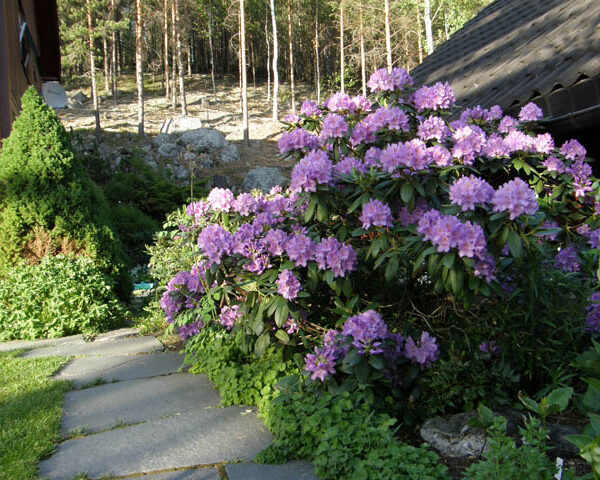 Rhododendron 'Ca Grandifloru,' (Rododendron)