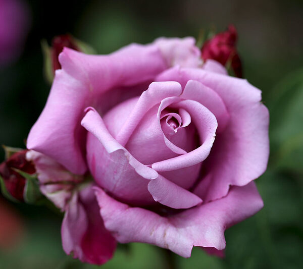 Rosa 'Charles de Gaulle' (Vrtnica čajevka)