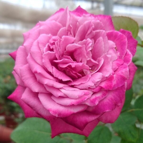 Rosa  'Claude Brasseur' (Vrtnica čajevka)