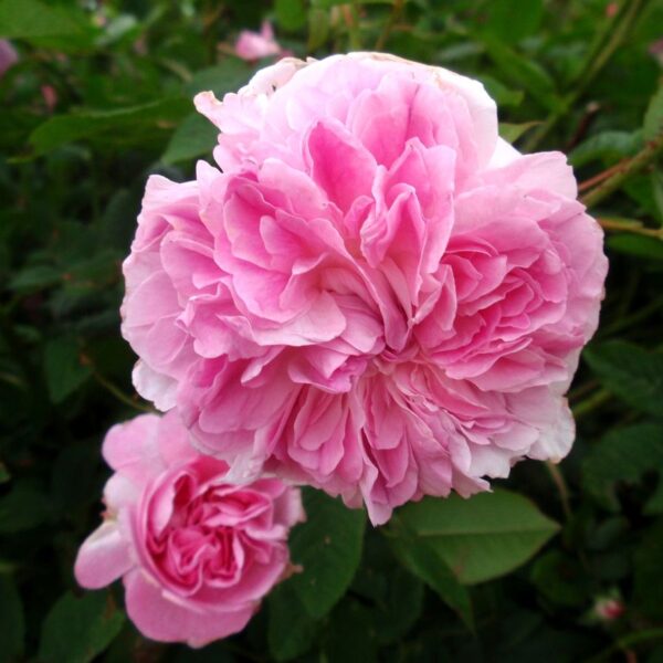 Rosa ×damascena 'Blush Damask' (Damaščanska vrtnica)