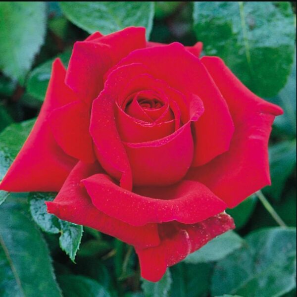 Rosa hy. 'Velvet Lady' (Vrtnica čajevka)