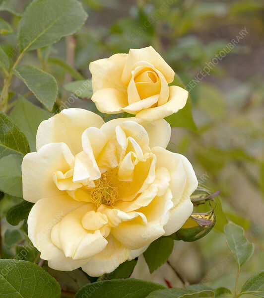 Rosa hy. 'Yellow Lady' (Vrtnica čajevka)