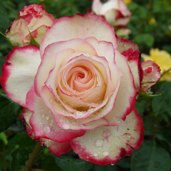 Rosa 'Jubilé du Prince de Monaco' (Vrtnica čajevka)