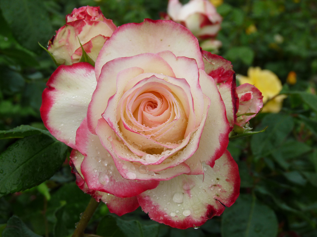 ROJUDUPR_1.jpg Rosa 'Jubilé du Prince de Monaco' (Vrtnica čajevka) - slika 1