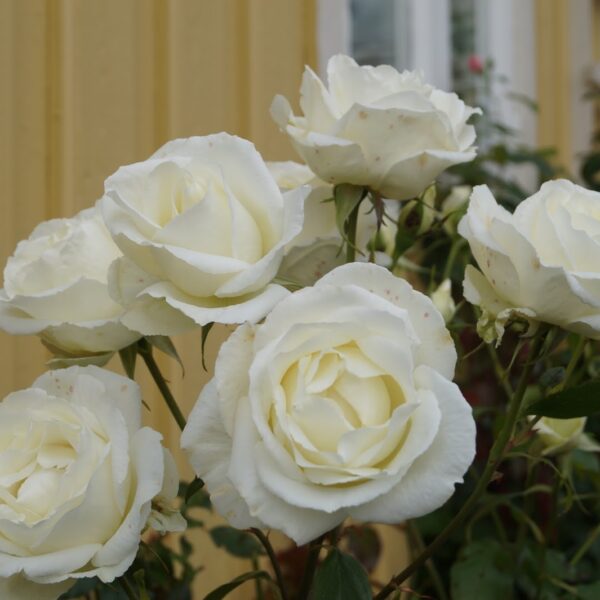 Rosa  'Karen Blixen' (Vrtnica čajevka)