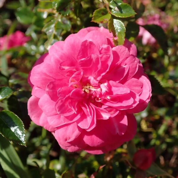 Rosa  'Knirps' (Pokrovna vrtnica)