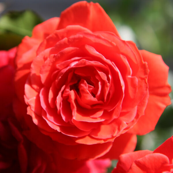 Rosa  'Liwa' (Vzpenjava vrtnica)