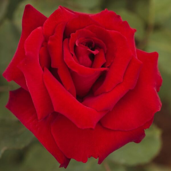 Rosa 'Marcel Pagnol' (Vrtnica čajevka)