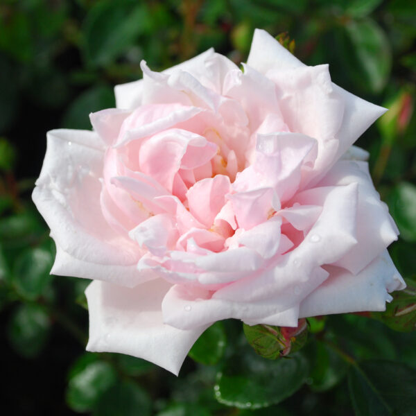 Rosa 'New Dawn' (Vzpenjava vrtnica)
