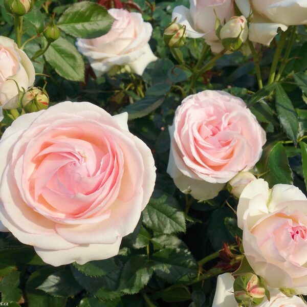 Rosa 'Pierre de Ronsard' (Vzpenjava vrtnica)