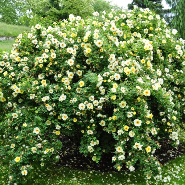 Rosa pimpinellifolia (Bodičasti šipek)