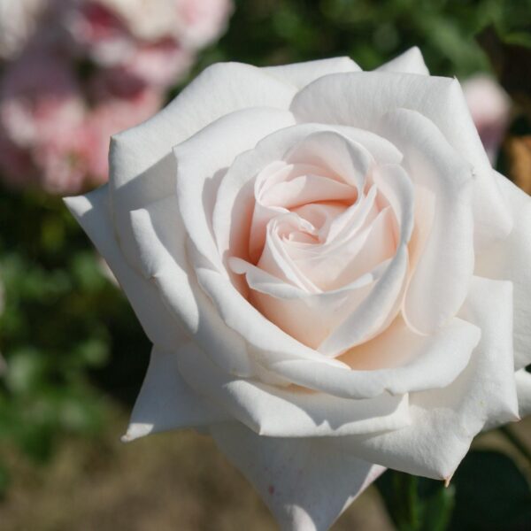 Rosa  'Royal Copenhagen' (Vrtnica čajevka)