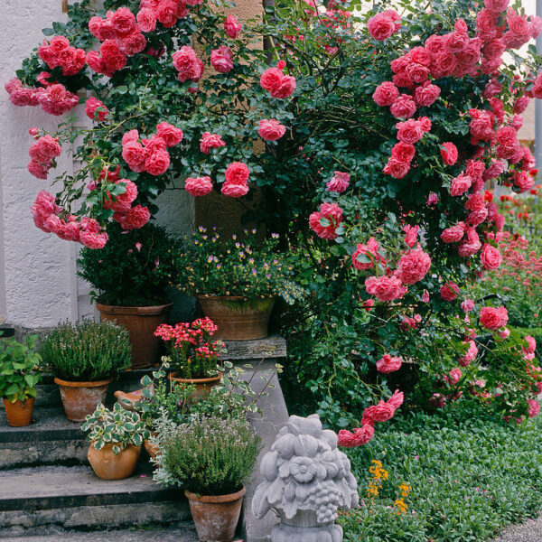 Rosa 'Rosarium Uetersen' (Vzpenjava vrtnica)