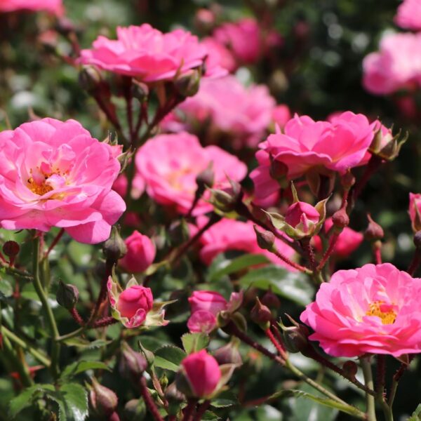 Rosa  'Satina' (Pokrovna vrtnica)