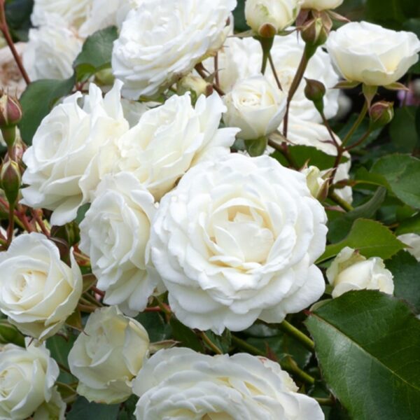 Rosa 'Snow white' (Vrtnica mnogocvetnica)