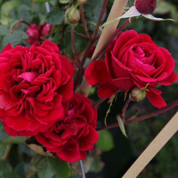 Rosa 'That's Jazz' (Vzpenjava vrtnica)