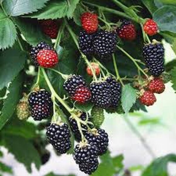 Rubus fruticosus 'Black Satin' (Netrnata robida)