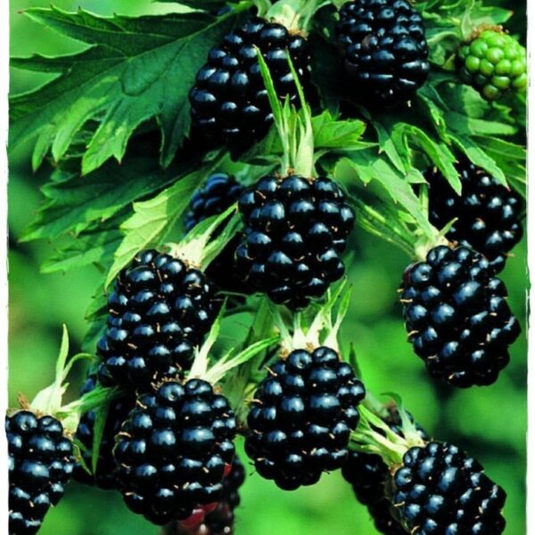 Rubus fruticosus 'Thornless Evergreen' (Netrnata robida)