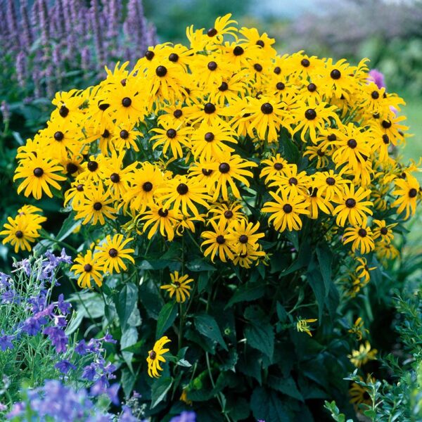 Rudbeckia fulgida 'Goldsturm' (Rudbekija)