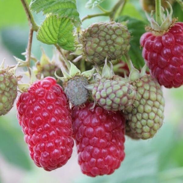 Rubus idaeus 'Laszka' (Večkrat rodna malina)