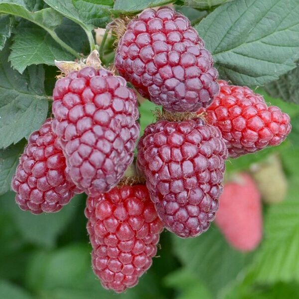 Rubus idaeus 'Tayberry'' (Križanec  Malina Taybery)