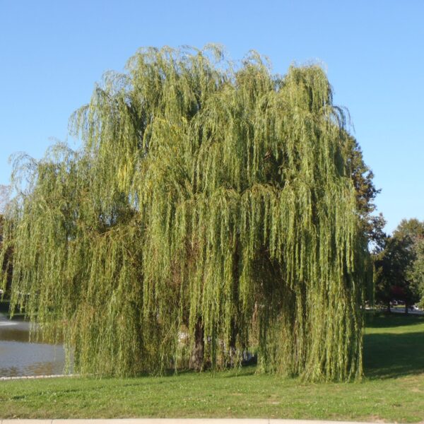 Salix alba 'Tristis' (Vrba žalujka)