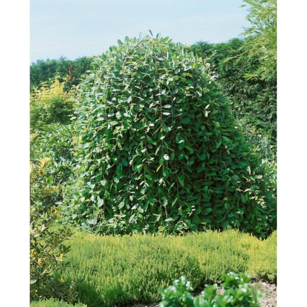 Salix caprea 'Curly Locks' (Povešava zvita vrba)