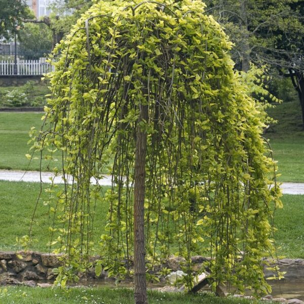 Salix caprea 'Pendula' (Povešava vrba iva)