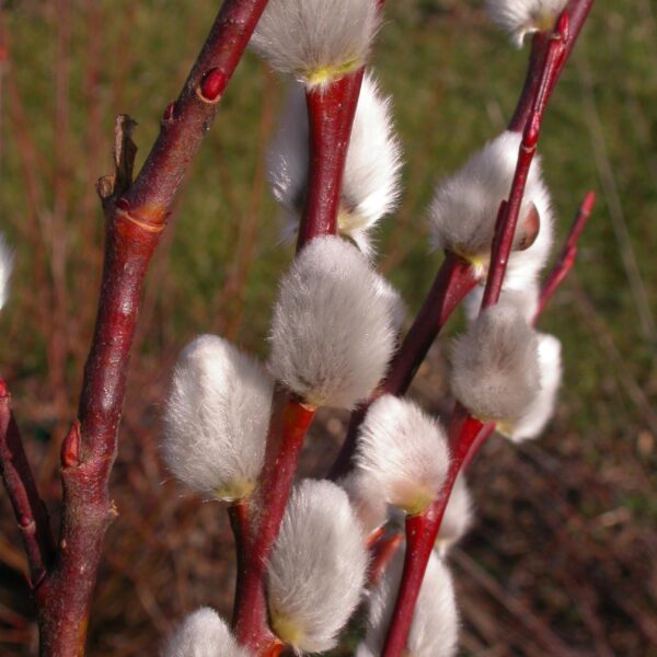 Salix caprea `Silberglanz` (Bela vrba/Iva)