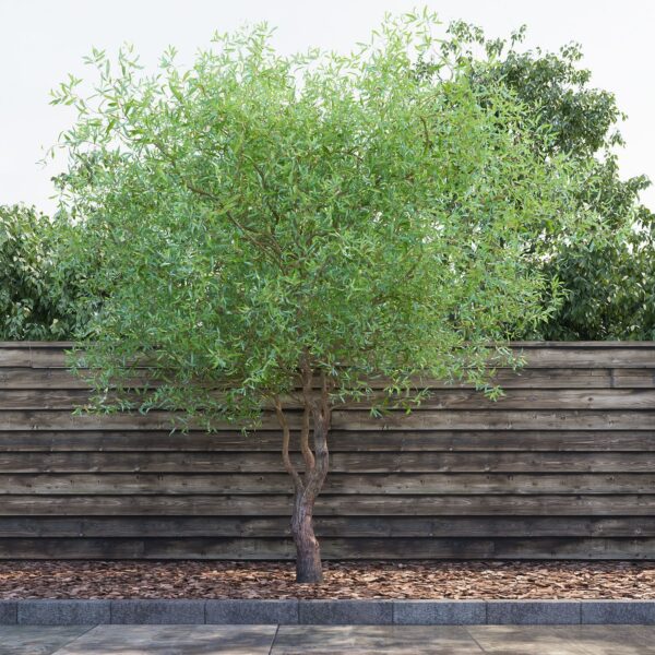 Salix matsudana 'Tortuosa' (Vibasta vrba)