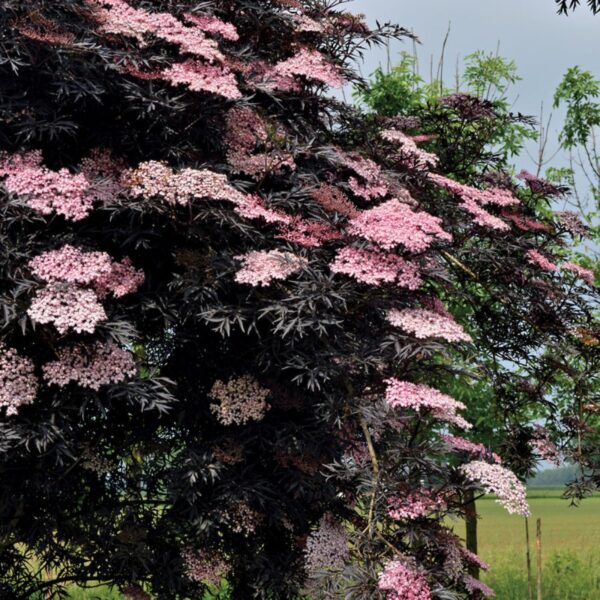 Sambucus nigra BLACK LACE 'Eva' PBR (Črni bezeg)