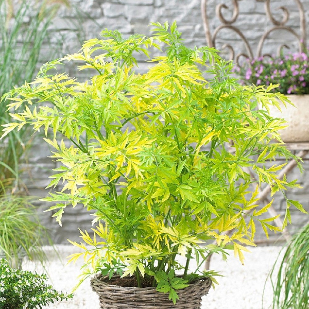 SANIGOTO_1.jpg Sambucus nigra GOLDEN TOWER 'Jdeboer001' (Črni bezeg) - slika 1
