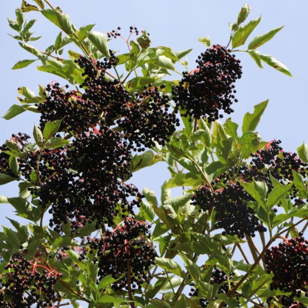 Sambucus nigra  (Črni bezeg)