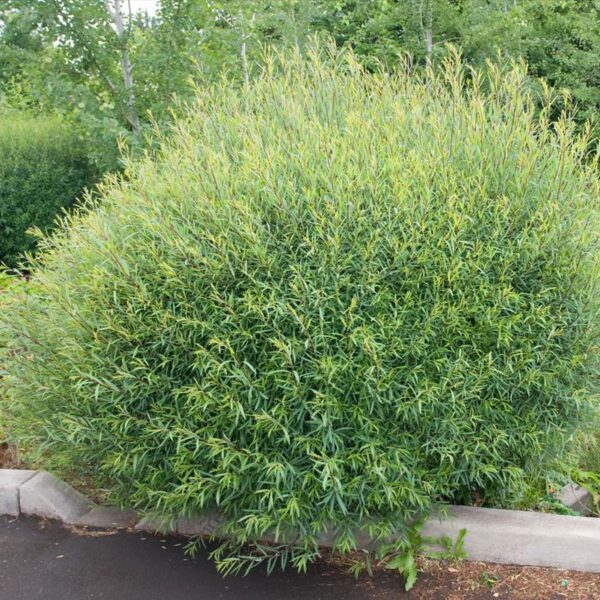 Salix purpurea 'Nana' (Rdeča pritlikava vrba)