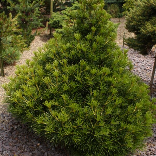 Sciadopitys verticillata (Japonski senčnik)