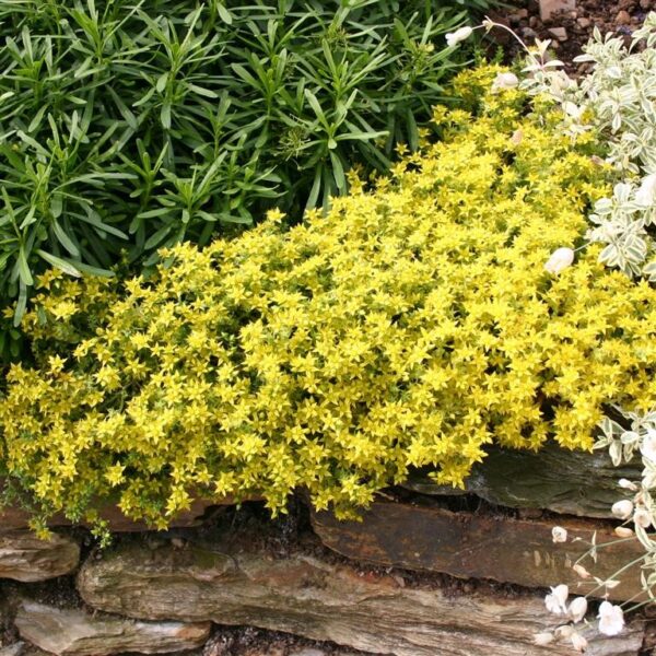 Sedum acre 'Aureum' (Ostra homulica)