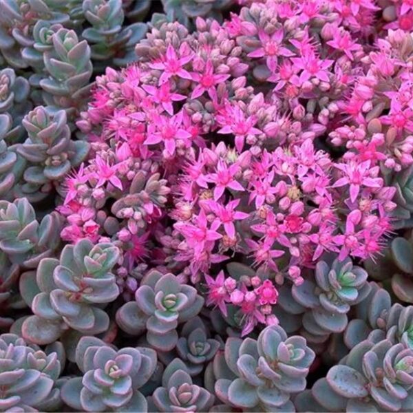 Sedum cyaneum 'Sachalin' (Hermelika)
