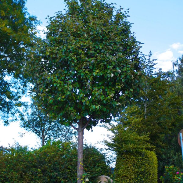 Sorbus incana (Bela jerebika,Nordijski mokovec)